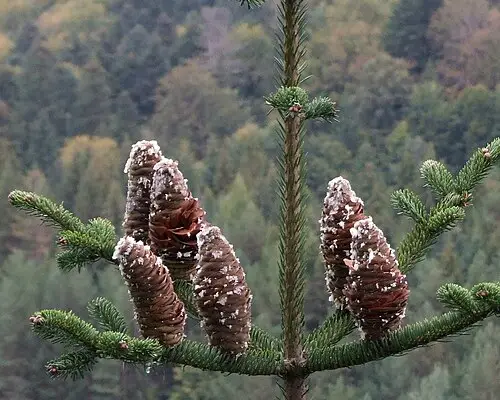 유럽전나무 (Abies alba)