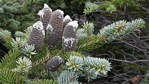 발삼전나무 (Abies balsamea)