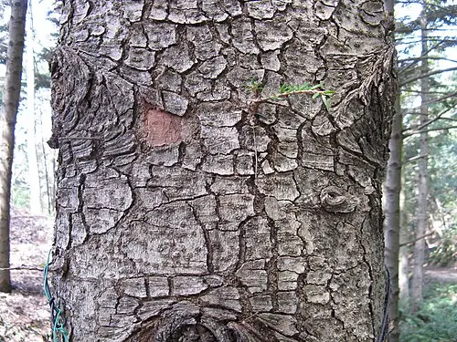일본전나무 (Abies firma)