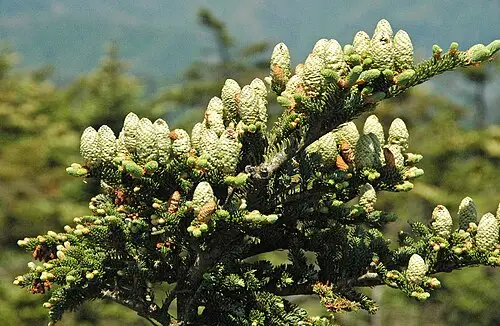 프레이저전나무 (Abies fraseri)