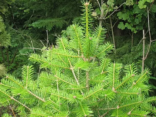 전나무 (Abies holophylla)