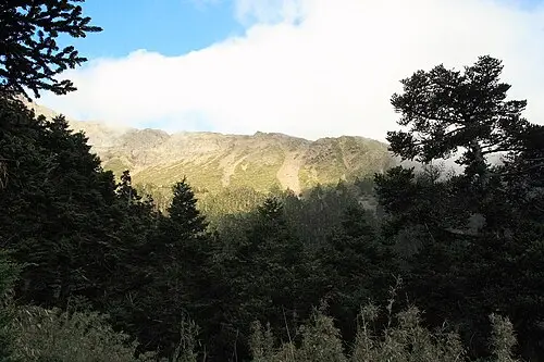 대만전나무 (Abies kawakamii)