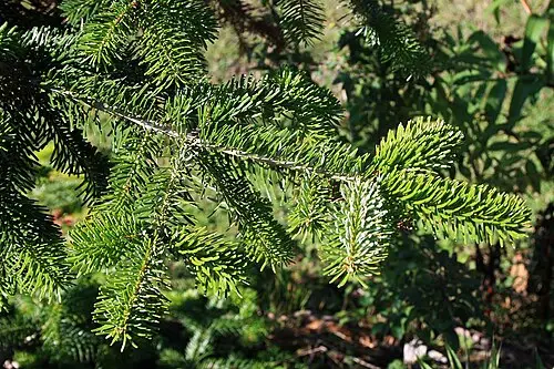 노르드만전나무 (Abies nordmanniana)