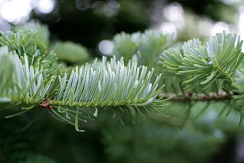 바이치전나무 (Abies veitchii)