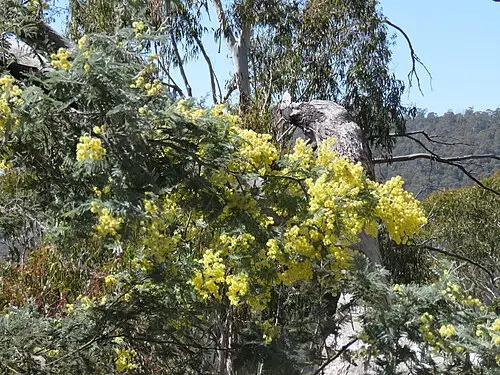 은엽아카시아 (Acacia dealbata)