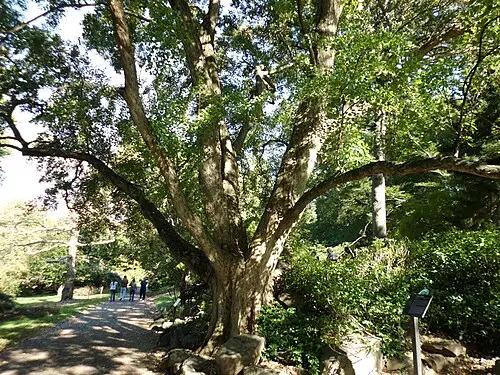 중국단풍 (Acer buergerianum)