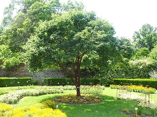 혈피단풍 (Acer griseum)
