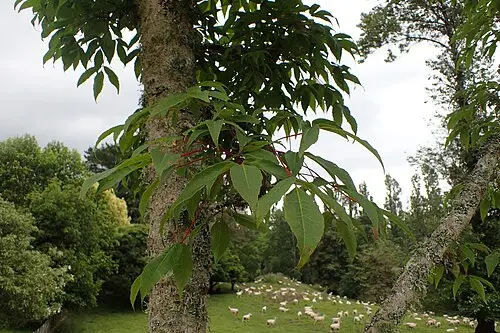 복장나무 (Acer mandshuricum)
