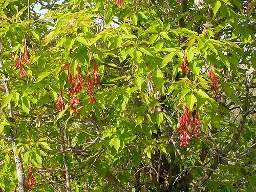 네군도단풍 (Acer negundo)