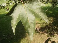 고로쇠나무