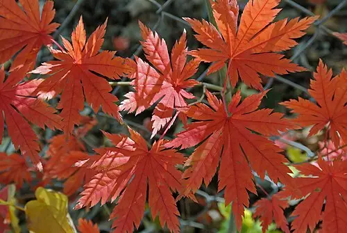 당단풍나무 (Acer pseudosieboldianum)