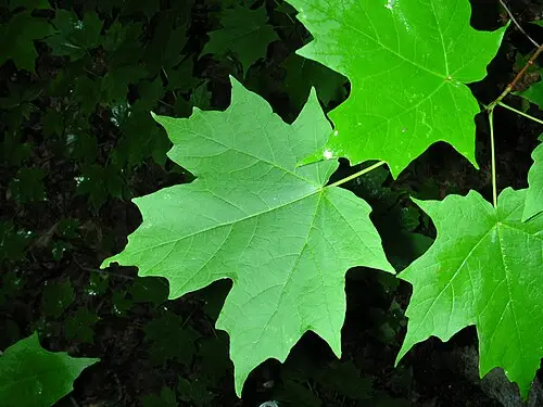 설탕단풍 (Acer saccharum)