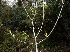 산겨릅나무