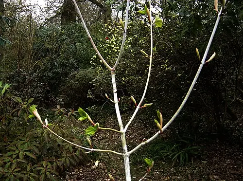 산겨릅나무 (Acer tegmentosum)