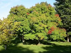 복자기