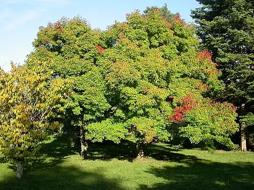 복자기 (Acer triflorum)