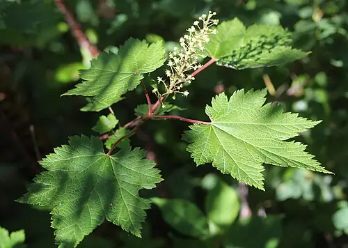 부게꽃나무 (Acer ukurunduense)