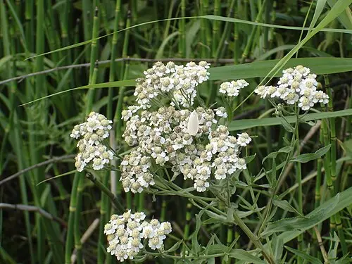 톱풀 (Achillea alpina)