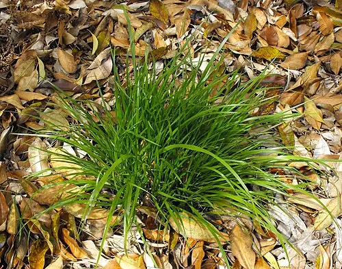나래새 (Achnatherum pekinense)