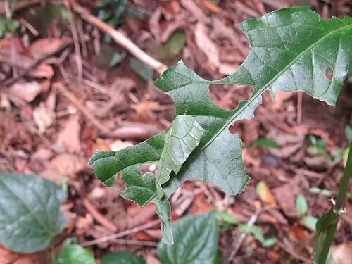 쇠무릎 (Achyranthes bidentata)