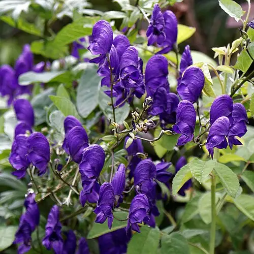 유럽투구꽃 (Aconitum napellus)