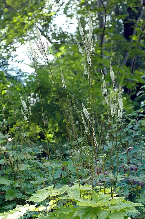 승마 (Actaea heracleifolia)