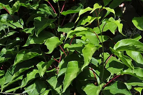 다래 (Actinidia arguta)