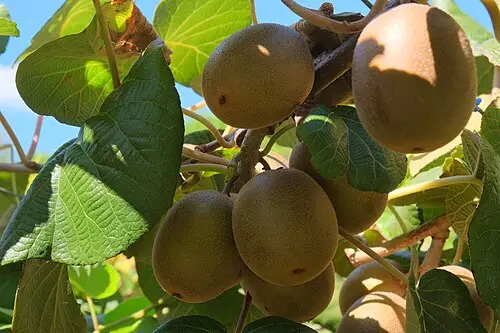 키위 (Actinidia chinensis)