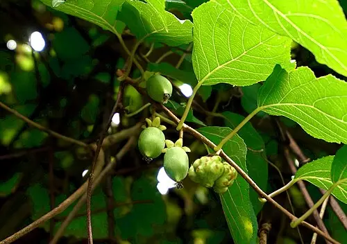 개다래 (Actinidia polygama)