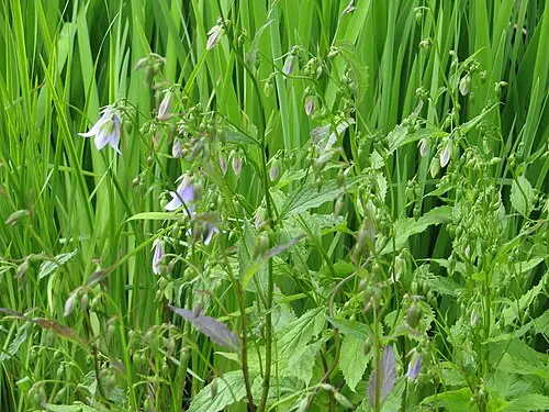 모시대 (Adenophora remotiflora)