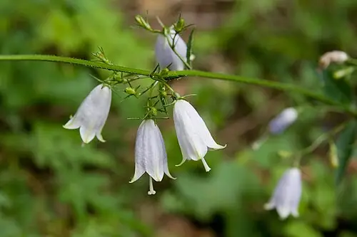 잔대 (Adenophora triphylla)