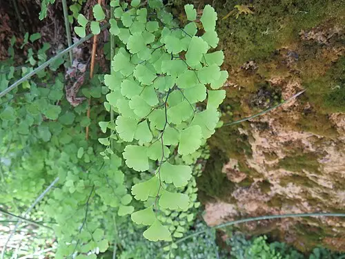 봉작고사리 (Adiantum capillus-veneris)