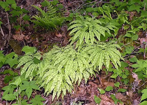 공작고사리 (Adiantum pedatum)