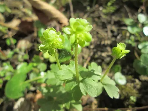 연복초 (Adoxa moschatellina)