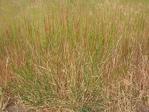 염소풀 (Aegilops cylindrica)