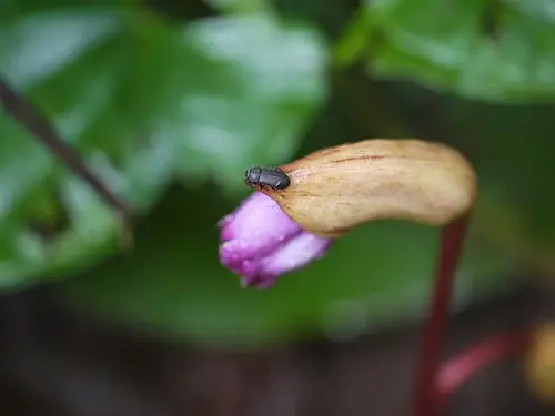 야고 (Aeginetia indica)