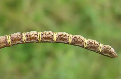 자귀풀 (Aeschynomene indica)