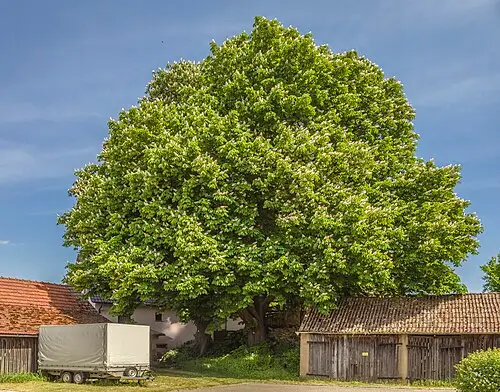 가시칠엽수 (Aesculus hippocastanum)