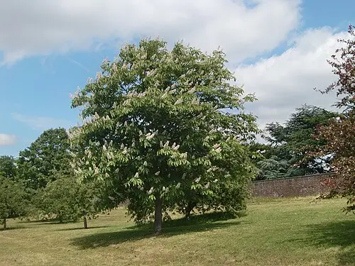 칠엽수 (Aesculus turbinata)