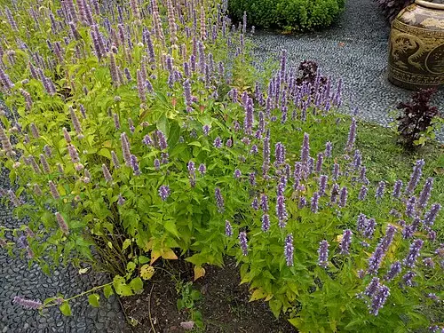 배초향 (Agastache rugosa)