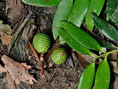 암본소나무 (Agathis dammara)