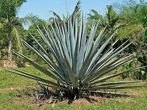 푸른용설란 (Agave tequilana)