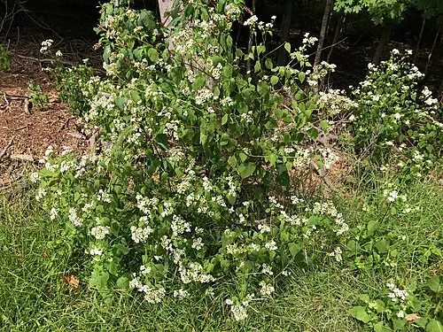 서양등골나물 (Ageratina altissima)