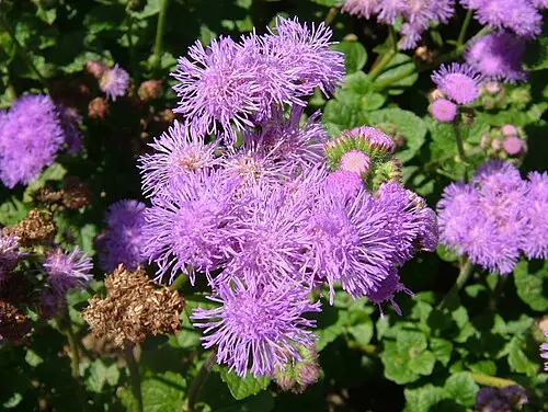 불로화 (Ageratum houstonianum)