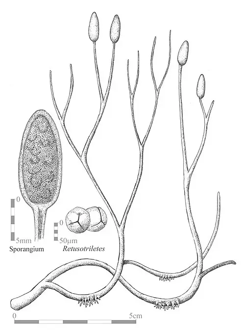 아글라오피톤 (Aglaophyton major)