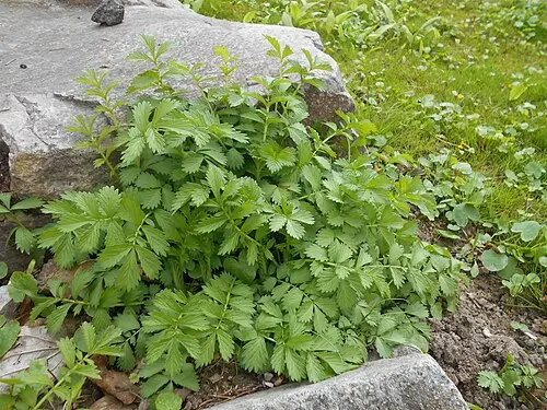짚신나물 (Agrimonia pilosa)