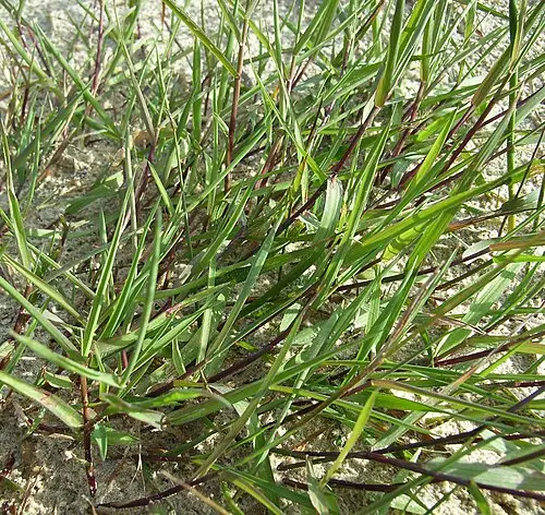 애기겨이삭 (Agrostis stolonifera)