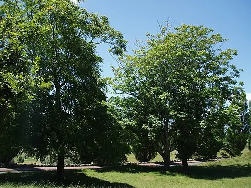 가중나무 (Ailanthus altissima)