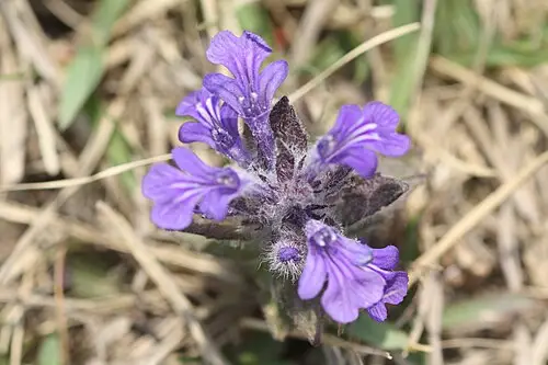 조개나물 (Ajuga multiflora)