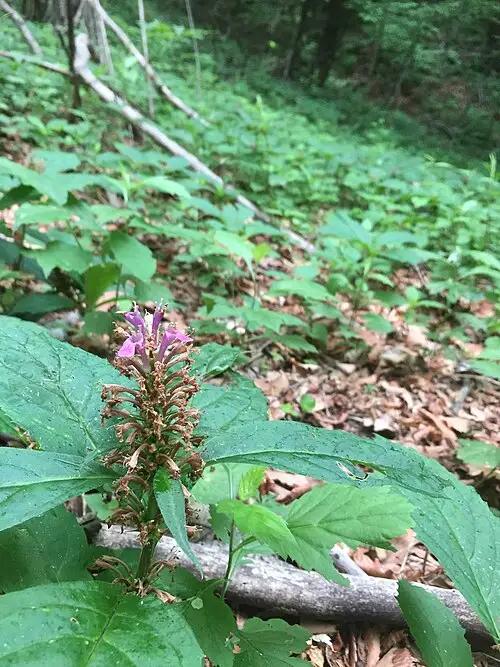 자란초 (Ajuga spectabilis)